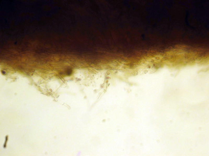 Cortinarius 2 da determinare (cfr. Cortinarius scobinaceus)